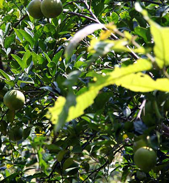  Organic Garden