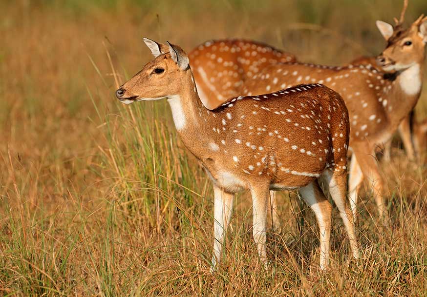 Wildlife in Kanha National Park